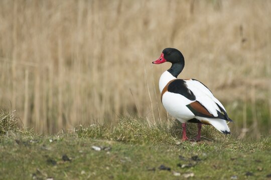 Common shelduck (Tadorna tadorna), Lower Saxony, Germany