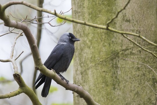Western jackdaw (Corvus monedula), Emsland, Lower Saxony, Germany