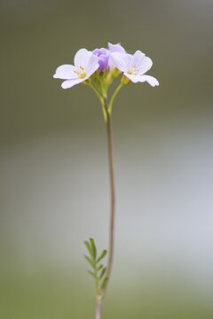 Cuckoo flower (Cardamine pratensis), Emsland, Lower Saxony, Germany