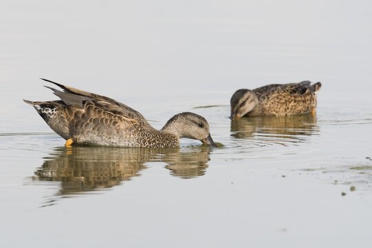 Gadwalls (Mareca strepera), Lower Saxony, Germany
