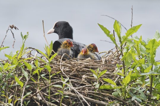 Common coots (Fulica atra), adult bird with young on the nest, Emsland, Lower Saxony, Germany