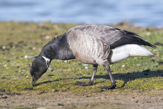 Brant goose (Branta bernicla), Texel, North Holland, Netherlands