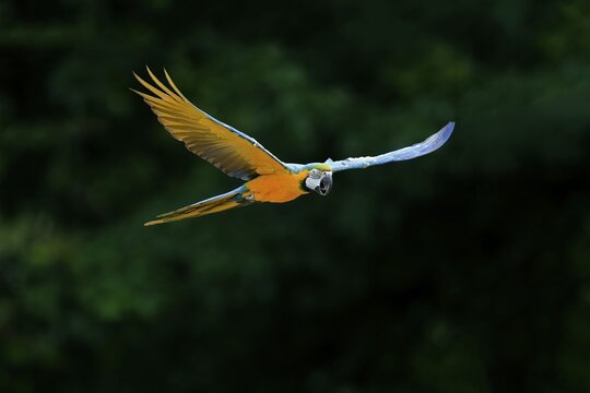 Blue and yellow macaw (Ara ararauna), adult, flying, calling, parrot, Brazil