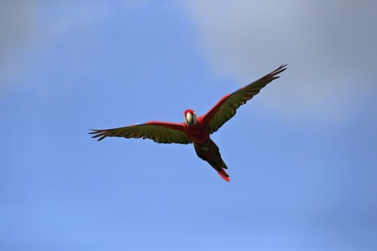 Scarlet macaw (Ara macao), adult, flying, parrot, Brazil
