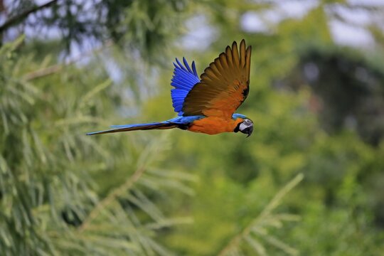 Blue and yellow macaw (Ara ararauna), adult, flying, parrot, Brazil