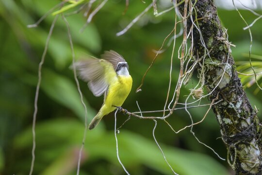 Grey-capped masked tyrant (Myiozetetes granadensis), Cahuita, Puerto Lim&oacute;n, Costa Rica