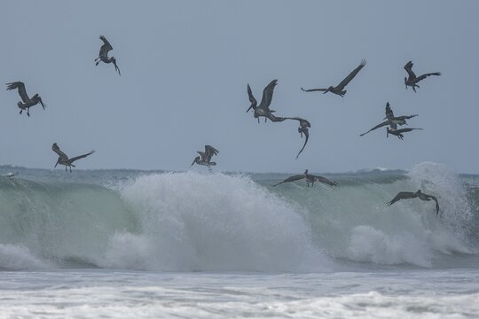 Brown pelicans (Pelecanus occidentalis) chasing fish in the surf, Baya Avellana, Junquillal, Santa Cruz, Guanacaste Province, Costa Rica