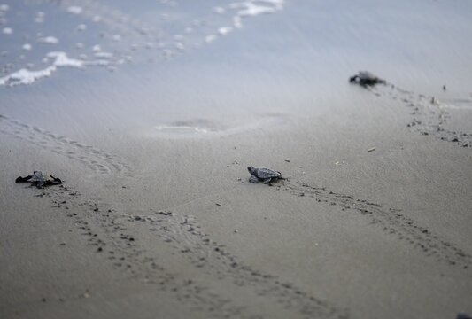 Newly hatched olive ridley sea turtles (Lepidochelys olivacea) crawl over sand towards the sea, Junquillal, Santa Cruz, Guanacaste Province, Costa Rica