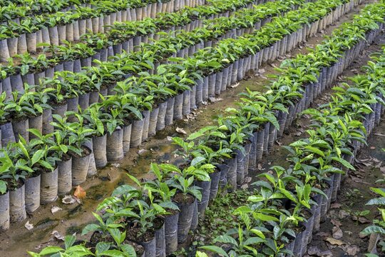Seedlings for coffee cultivation, Orosi, Cartago, Costa Rica