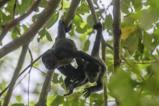 Two young mantled howlers (Alouatta palliata) at play, Cataratas Llanos de Cort&eacute;s, Bagaces, Guanacaste Province, Costa Rica