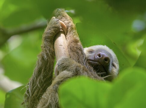 Hoffmann's two-toed sloth (Choloepus hoffmanni), Cahuita National Park, Puerto Lim&oacute;n, Costa Rica
