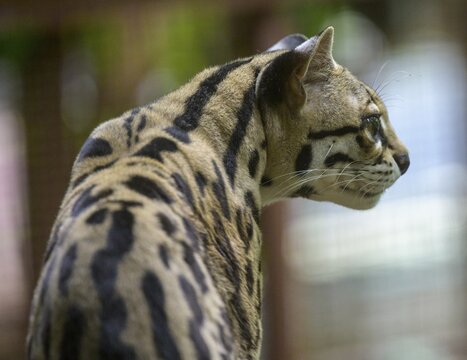 Margay (Leopardus wiedii), Jaguar Rescue Center, Punta Cocles, Talamanca, Puerto Lim&oacute;n, Costa Rica