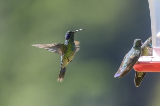 Mexican violetear (Colibri thalassinus) at a nectar dispenser, San Gerardo de Dota, San Jos&eacute; Province, Costa Rica
