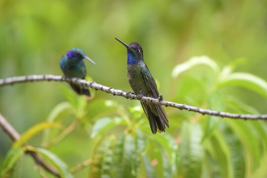 Male Talamanca Hummingbird (Eugenes spectabilis), San Gerardo de Dota, San Jos&eacute; Province, Costa Rica