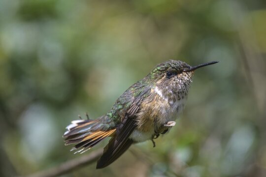 Scintillant hummingbird (Selasphorus scintilla) sitting on branch, San Gerardo de Dota, San Jos&eacute; Province, Costa Rica