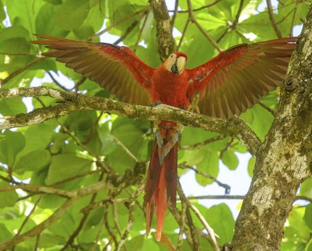 Scarlet macaw (Ara macao), Drake Bay, Puntarenas Province, Costa Rica