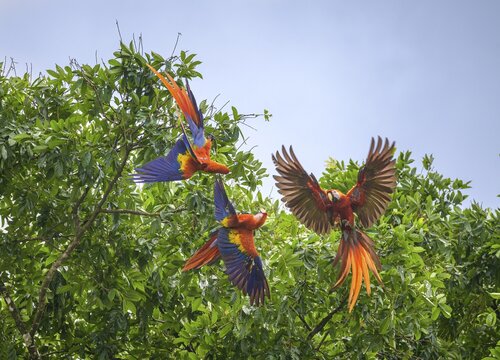 Scarlet macaws (Ara macao), Drake Bay, Puntarenas Province, Costa Rica