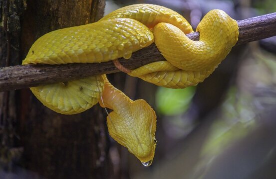 Eyelash pit viper (Bothriechis schlegelii), Cahuita National Park, Puerto Lim&oacute;n, Costa Rica