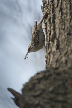 Short-toed treecreeper (Certhia brachydactyla), Emsland, Lower Saxony, Germany