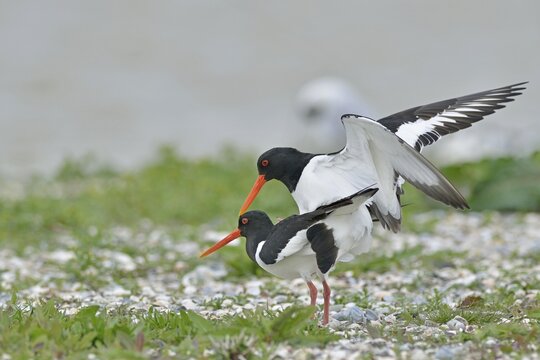 Eurasian oystercatcher (Haematopus ostralegus), mating, Texel, North Holland, Netherlands