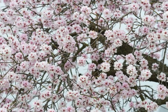 Almond blossom (Prunus dulcis), Rhineland-Palatinate, Germany