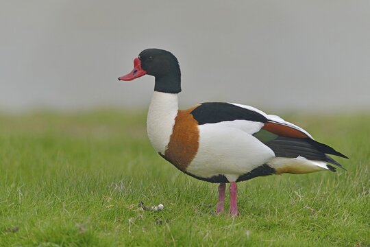 Common shelduck (Tadorna tadorna), Texel, North Holland, Netherlands