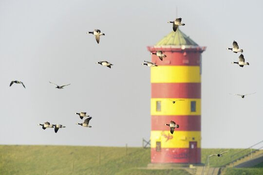 Barnacle geese (Branta leucopsis) at Pilsum lighthouse, East Frisia, Lower Saxony, Germany