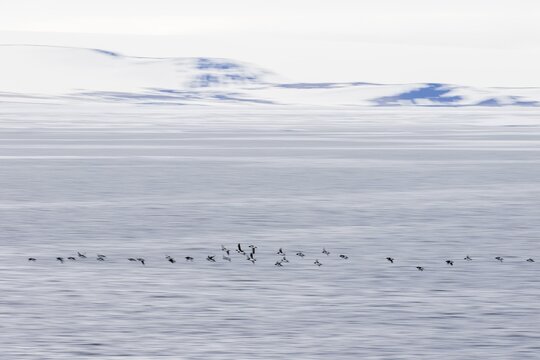 Thick-billed murres (Uria lomvia), flock flies over water surface, towed, Spitsbergen, Iceland, Svalbard Archipelago, Norway