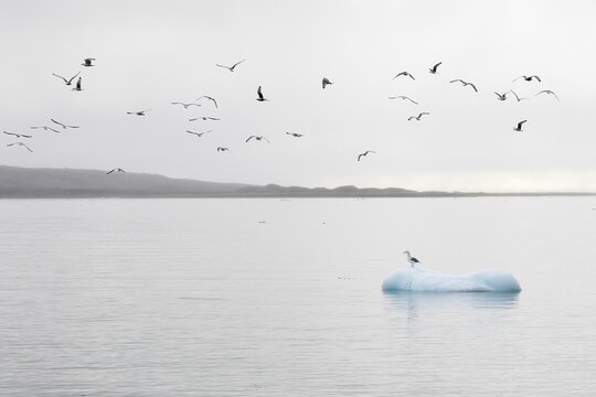 Glaucous gull (Larus hyperboreus) standing on an ice floe, Spitsbergen, Norway