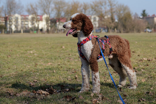 Young parti-colored poodle sitting on the grass in a city park, showcasing dog accessories like stylish harness and lead, domestic pet lifestyle and outdoor walking concept.