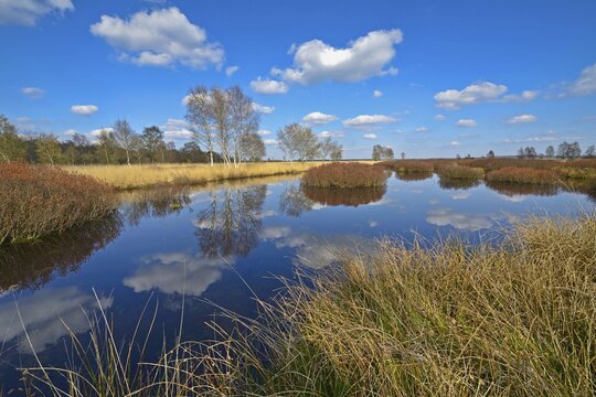 Bog landscape with bog myrtle (Myrica gale), Emsland, Lower Saxony, Germany