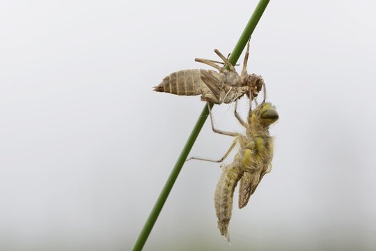 Four-spotted chaser (Libellula quadrimaculata), freshly hatched, Emsland, Lower Saxony, Germany