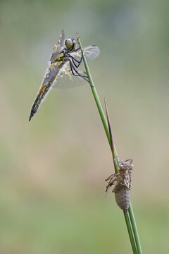 Four-spotted chaser (Libellula quadrimaculata), freshly hatched, Emsland, Lower Saxony, Germany