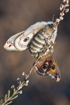 Small emperor moth (Saturnia pavonia), mating, Emsland, Lower Saxony, Germany