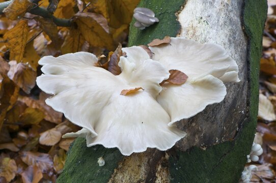 Branched oyster fungus (Pleurotus cornucopiae), Emsland, Lower Saxony, Germany