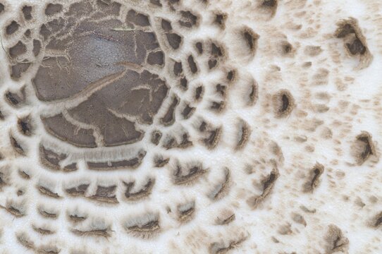 Parasol mushroom (Macrolepiota procera), Emsland, Lower Saxony, Germany