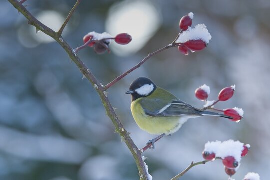 Great tit (Parus major), Emsland, Lower Saxony, Germany