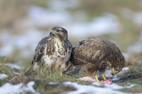 Steppe buzzards (Buteo buteo), Emsland, Lower Saxony, Germany
