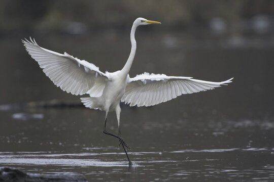 Great egret (Ardea alba) landing in water, Hesse, Germany