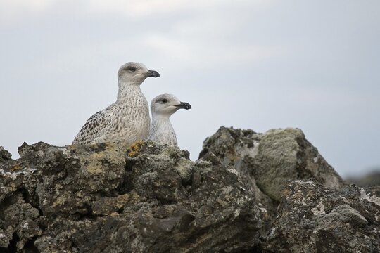 Young great black-backed gulls (Larus marinus) on lava rock, Iceland