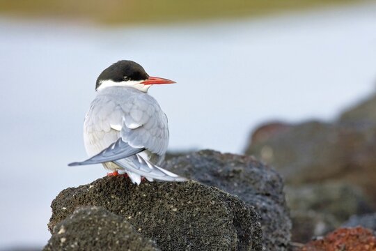 Arctic tern (Sterna paradisaea) standing on lava rock, Iceland