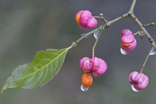 European spindle (Euonymus europaeus), Emsland, Lower Saxony, Germany
