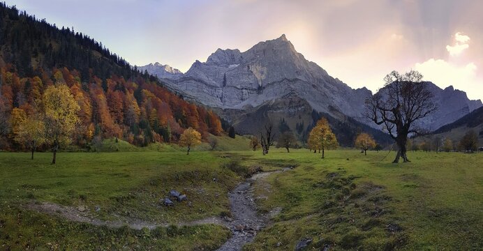 Big maple ground with autumnal colourful maple trees at sunset with the riverbed of the Enger Tal stream, Engalm, Engtal, Karwendel, Pertisau, Hinterri&szlig;, Tyrol, Austria