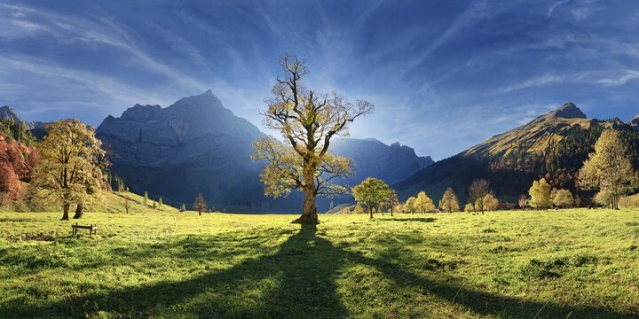 Gro&szlig;er Ahornboden Panorama with autumnal colourful gnarled maple tree in low sun below the Spritzkar and Grubenkar Karwendel peaks, Engalm, Engtal, Karwendel, Pertisau, Hinterri&szlig;, Tyrol, Austria