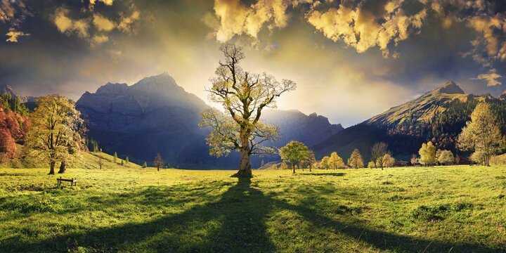 Gro&szlig;er Ahornboden Panorama with autumnal colourful gnarled maple tree in low sun below the Spritzkar and Grubenkar Karwendel peaks with bizarre cloudy sky, Engalm, Engtal, Karwendel, Pertisau, Hinterri&szlig;, Tyrol, Austria
