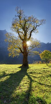Autumnal colourful gnarled maple tree in low sun in Gro&szlig;er Ahornboden, Engalm, Engtal, Karwendel, Pertisau, Hinterri&szlig;, Tyrol, Austria