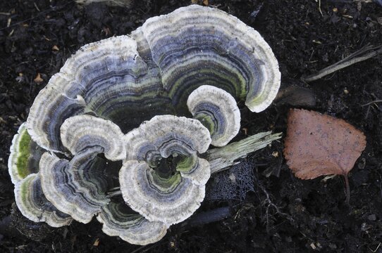 Butterfly Tramp (Trametes versicolor), Emsland, Lower Saxony, Germany