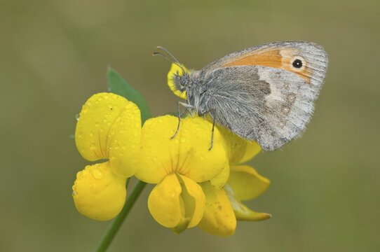 Meadow brown (Maniola jurtina), Emsland, Lower Saxony, Germany