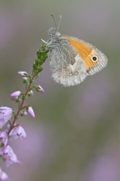 Meadow brown (Maniola jurtina), Emsland, Lower Saxony, Germany