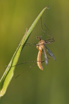 Meadow snake (Tipula palidosa), dew-covered, Emsland, Lower Saxony, Germany